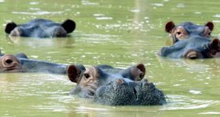 Peligran los ecosistemas de Colombia por los 80 hipopótamos que dejó Pablo Escobar