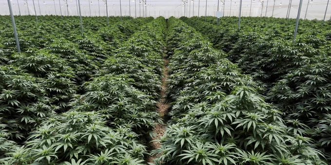 El Gobierno argentino presentará este lunes el decreto reglamentario de la ley de producción industrial de cannabis para diversos usos (REUTERS/Luisa Gonzalez)