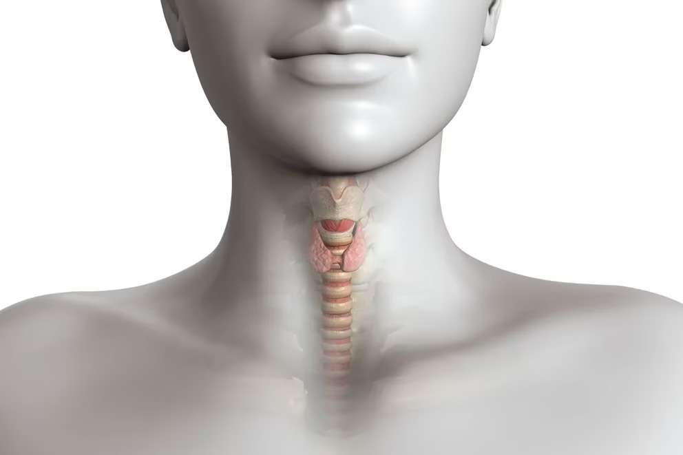 La glándula tiroides, ubicada en la parte anterior del cuello, regula la homeostasis energética de nuestro cuerpo, determinando cómo se consume la energía en nuestros tejidos (Foto: Gettyimages)